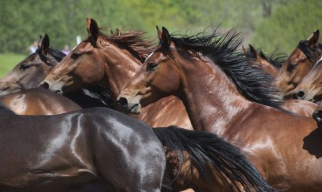 Fachberatung | Referenzen - Pferdemenge