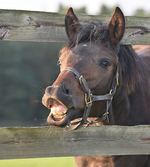 Seminare - wieherndes Pferd
