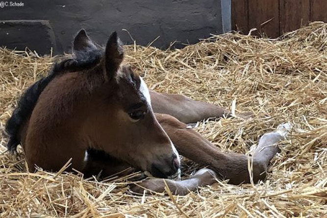 Fohlen im Stroh