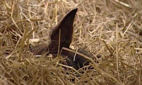 Fachberatung | Philosophie - Fohlen im Stroh